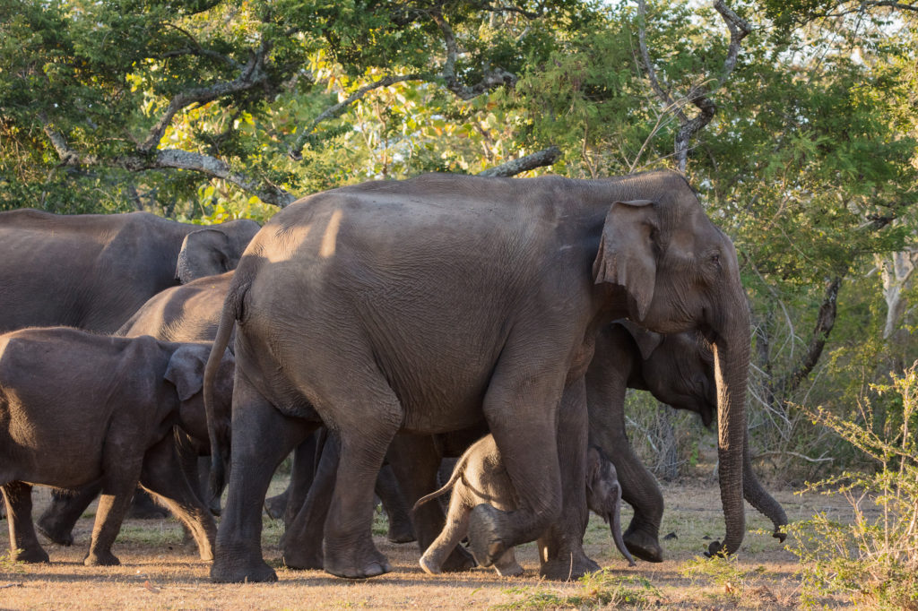 Yala National Park
